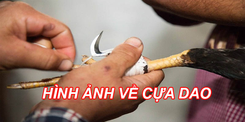 Đá gà cựa dao – Kinh nghiệm chọn gà đá cựa dao rước tiền về nhà